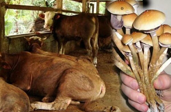 OMG !! Magic Mushroom / Jamur Lethong mengancam Generasi Milenial !