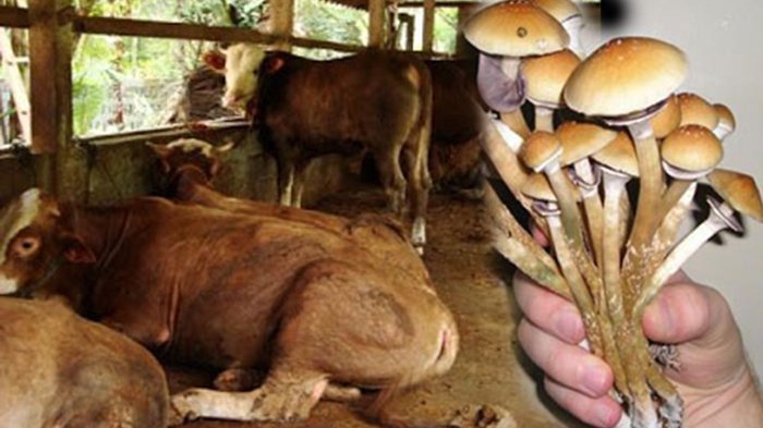 OMG !! Magic Mushroom / Jamur Lethong mengancam Generasi Milenial ! OMG !! Magic Mushroom / Jamur Lethong mengancam Generasi Milenial !